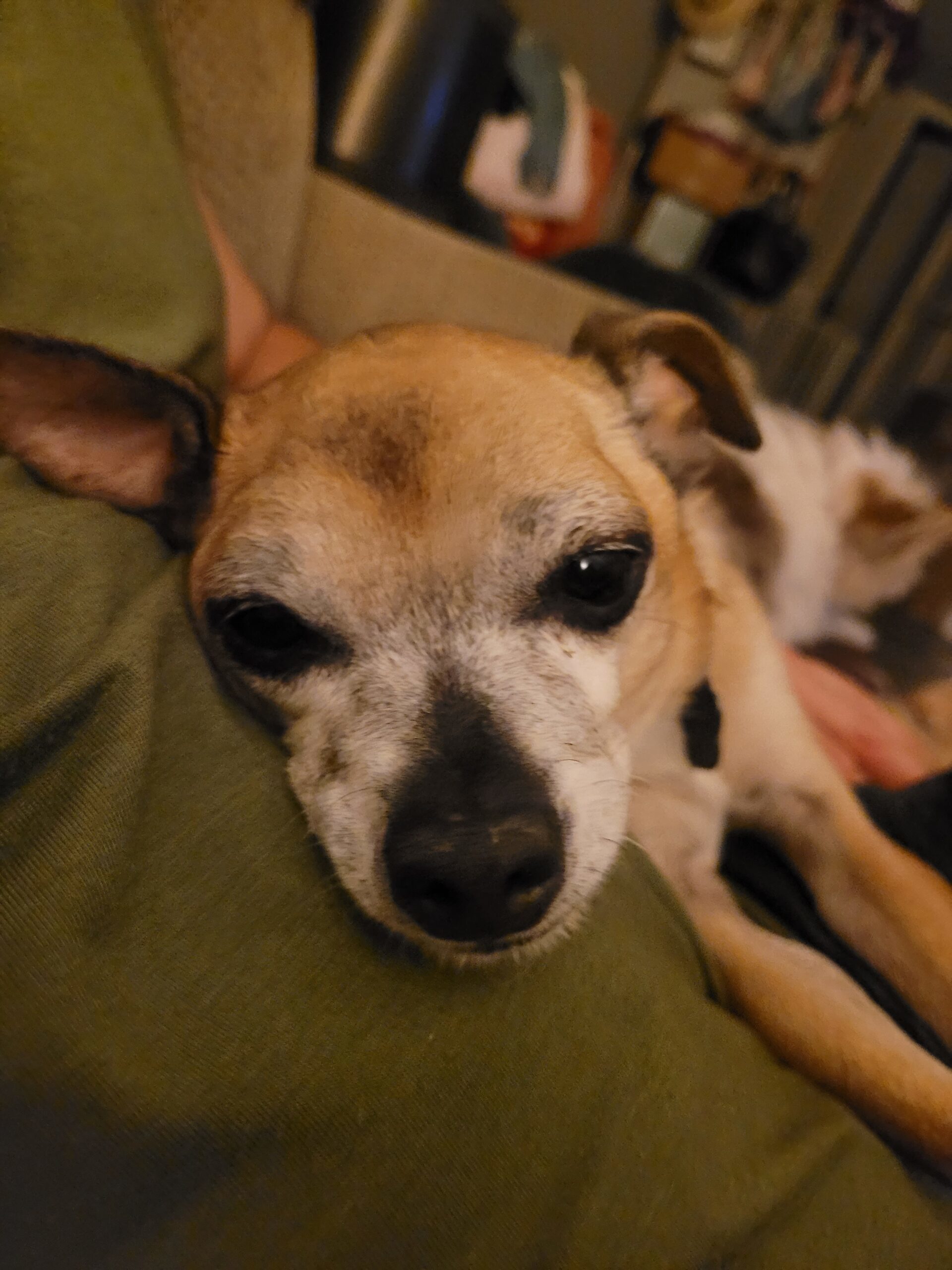Toots, an adoptable Chihuahua, Mixed Breed in Las Cruces, NM, 88001 | Photo Image 1