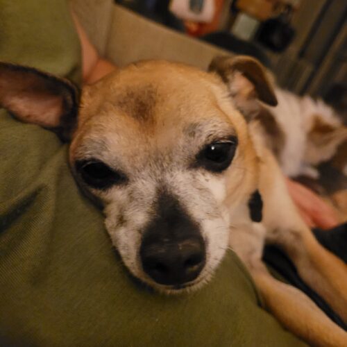 Toots, an adoptable Chihuahua, Mixed Breed in Las Cruces, NM, 88001 | Photo Image 2