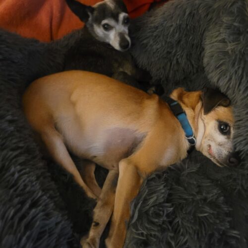 Toots, an adoptable Chihuahua, Mixed Breed in Las Cruces, NM, 88001 | Photo Image 3