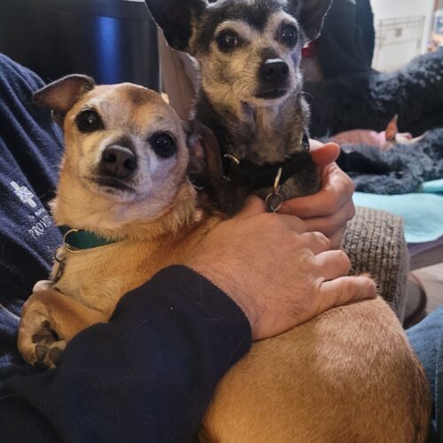 Toots, an adoptable Chihuahua, Mixed Breed in Las Cruces, NM, 88001 | Photo Image 4