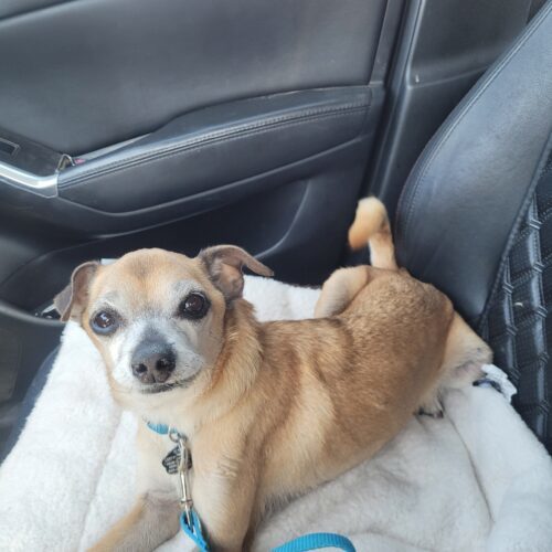 Toots, an adoptable Chihuahua, Mixed Breed in Las Cruces, NM, 88001 | Photo Image 5