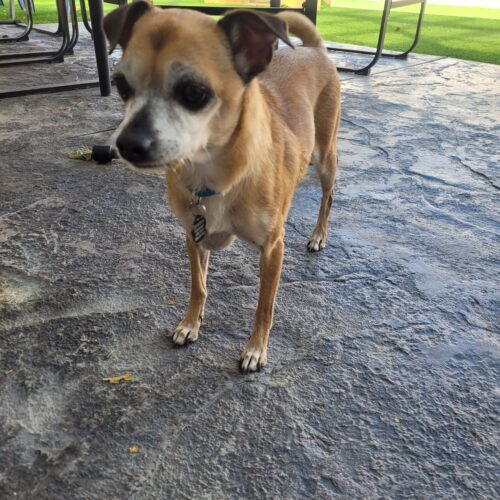 Toots, an adoptable Chihuahua, Mixed Breed in Las Cruces, NM, 88001 | Photo Image 6