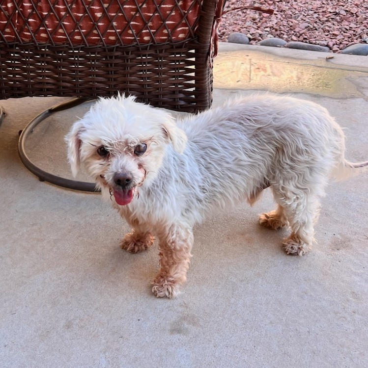Marley, an adoptable Miniature Poodle, Mixed Breed in Las Cruces, NM, 88001 | Photo Image 1