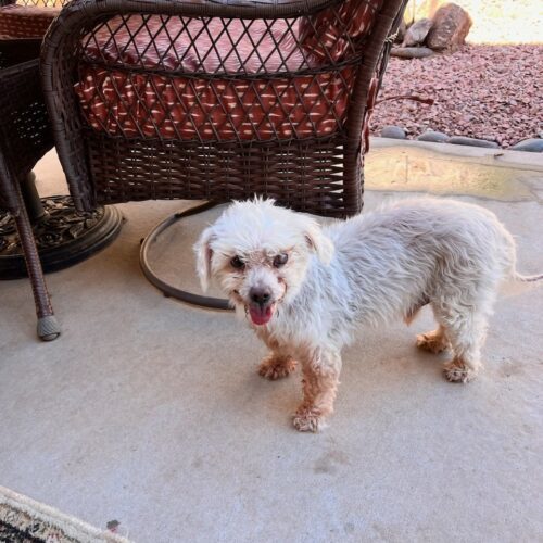 Marley, an adoptable Miniature Poodle, Mixed Breed in Las Cruces, NM, 88001 | Photo Image 3