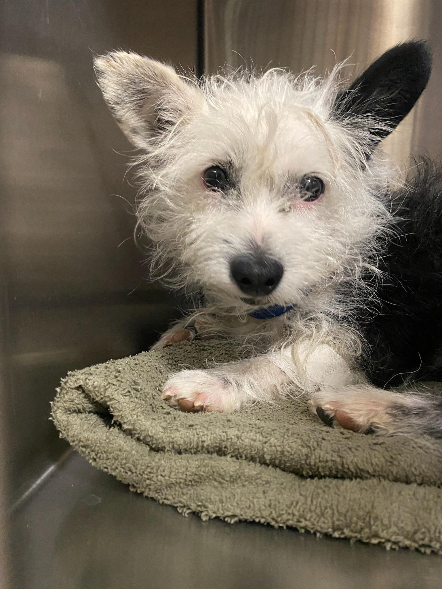 Snoopy, an adoptable Terrier in Las Cruces, NM, 88001 | Photo Image 1