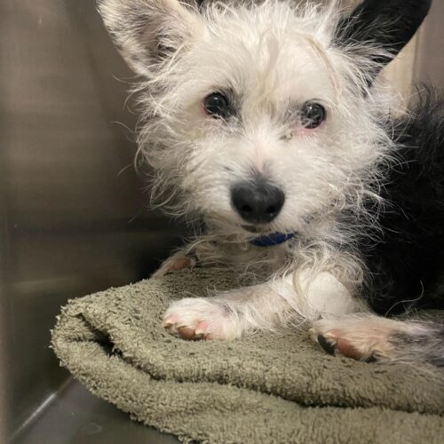 Snoopy, an adoptable Terrier in Las Cruces, NM, 88001 | Photo Image 2