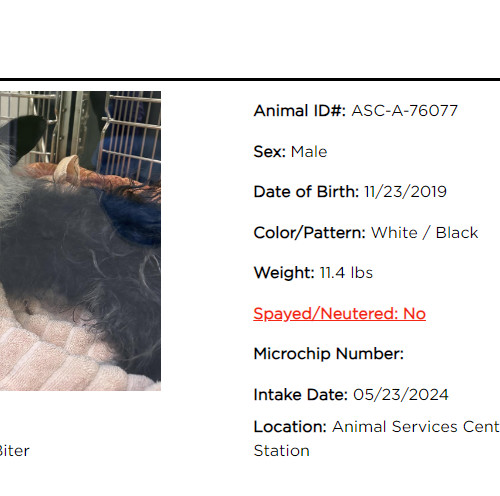 Snoopy, an adoptable Terrier in Las Cruces, NM, 88001 | Photo Image 3