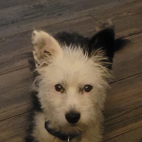 Snoopy, an adoptable Terrier in Las Cruces, NM, 88001 | Photo Image 4