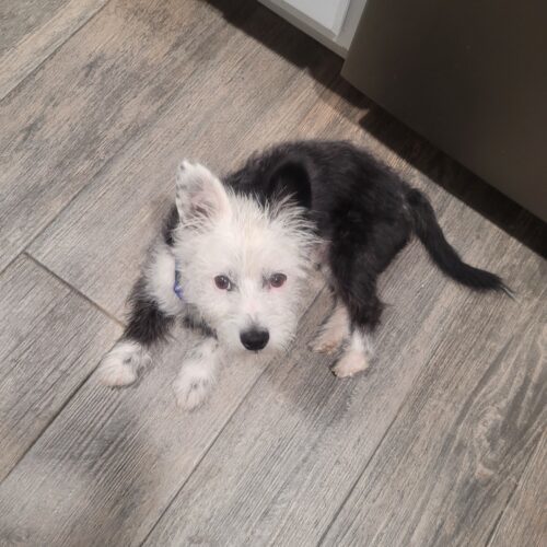 Snoopy, an adoptable Terrier in Las Cruces, NM, 88001 | Photo Image 5