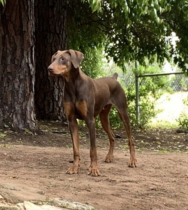 Bruno thumbnail 5