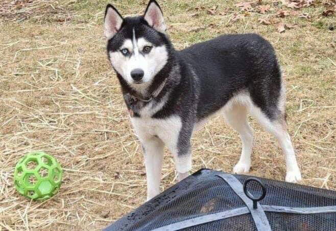 Loki