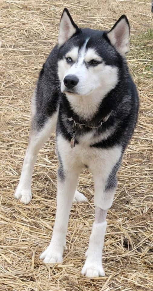 Loki