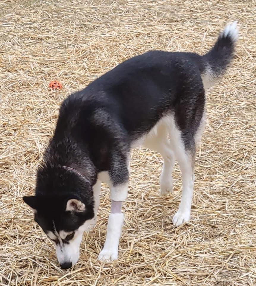 Loki