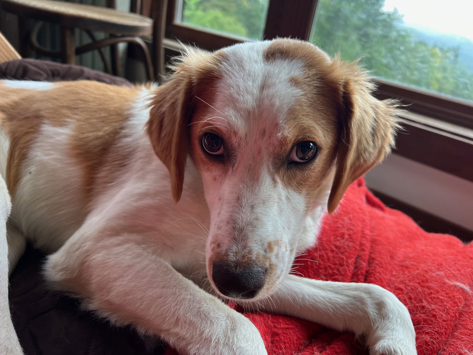 Honey, an adoptable Australian Shepherd, Great Pyrenees in Montpelier, VT, 05602 | Photo Image 2