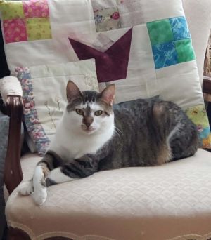 Mimi 4508, Young Female Domestic Short Hair