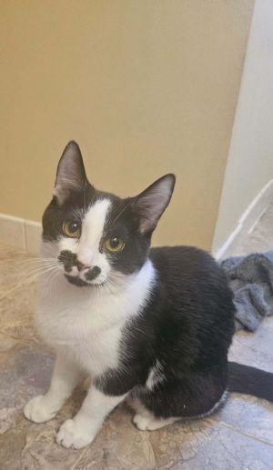 Wednesday, Young Female Domestic Short Hair
