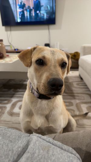 Toast, Young Female Yellow Labrador Retriever