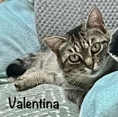 Valentina, an adoptable Domestic Short Hair in Hoover , AL, 35226 | Photo Image 1
