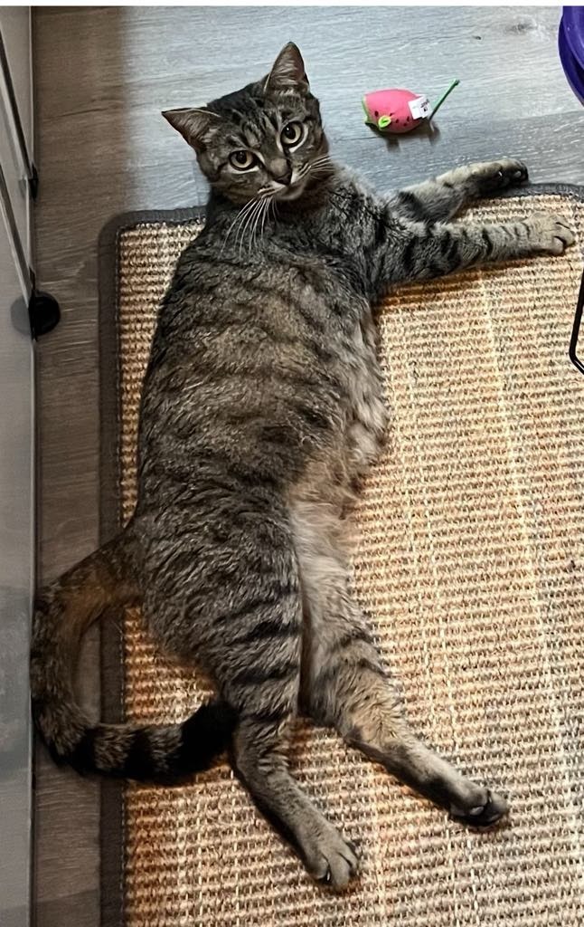 Valentina, an adoptable Domestic Short Hair in Hoover , AL, 35226 | Photo Image 2