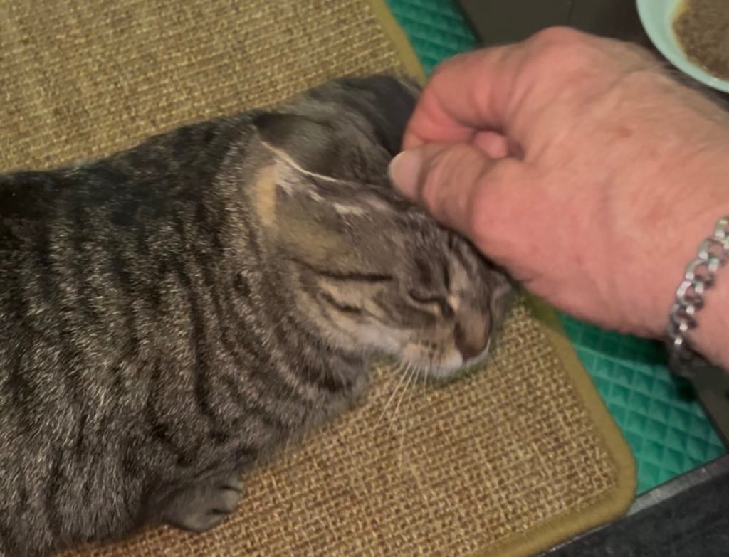 Valentina, an adoptable Domestic Short Hair in Hoover , AL, 35226 | Photo Image 3