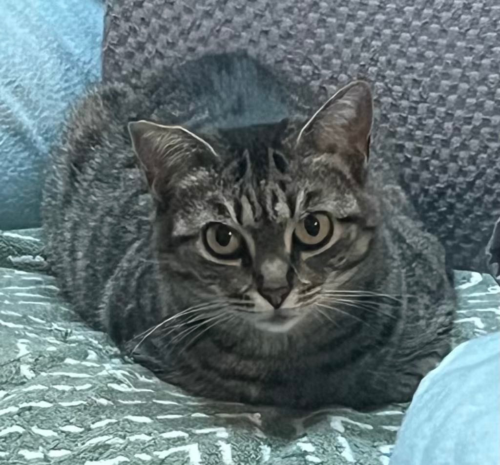 Valentina, an adoptable Domestic Short Hair in Hoover , AL, 35226 | Photo Image 4