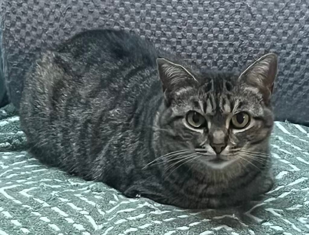Valentina, an adoptable Domestic Short Hair in Hoover , AL, 35226 | Photo Image 5