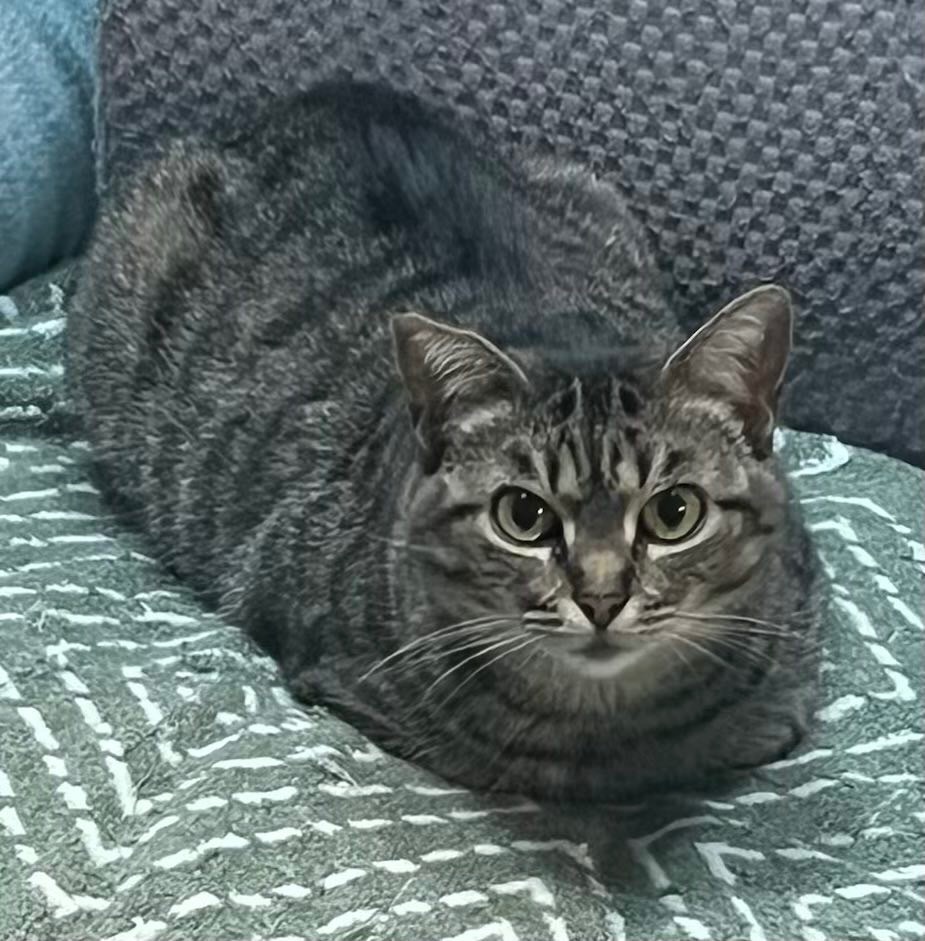 Valentina, an adoptable Domestic Short Hair in Hoover , AL, 35226 | Photo Image 6