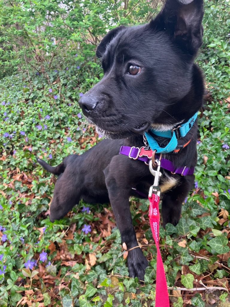 Pretzel