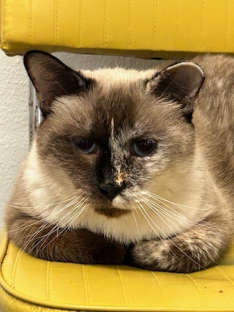 Lizzy, an adoptable Tonkinese in Grand Junction, CO, 81501 | Photo Image 1