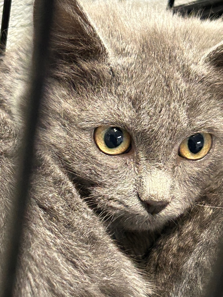 Madison, an adoptable Chartreux in Grand Junction, CO, 81501 | Photo Image 1