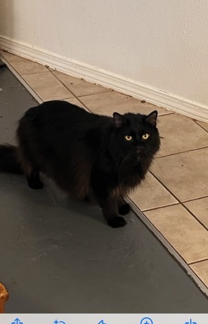 Rockstar, Young Male Domestic Short Hair