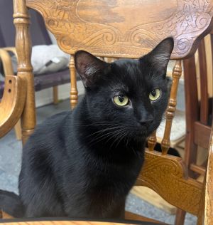 Java (21 Road), Young Male Domestic Short Hair