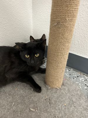 Molly, Young Female Domestic Short Hair