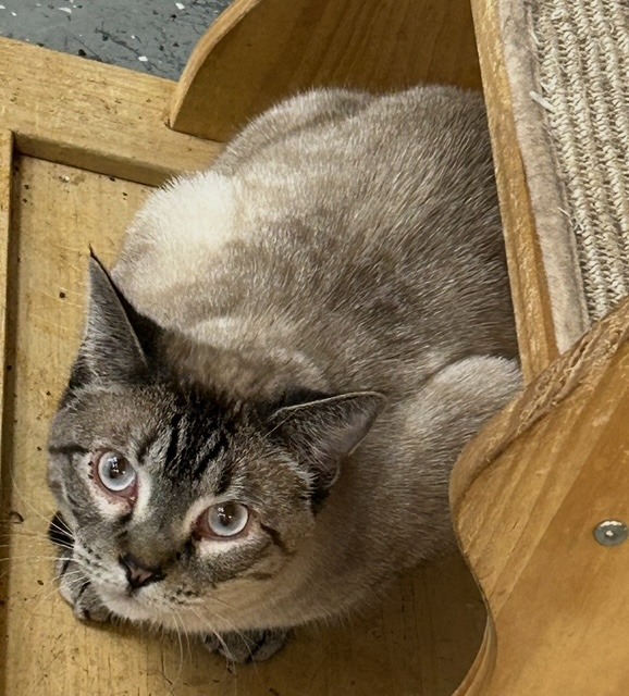 April, an adoptable Tonkinese in Grand Junction, CO, 81501 | Photo Image 1