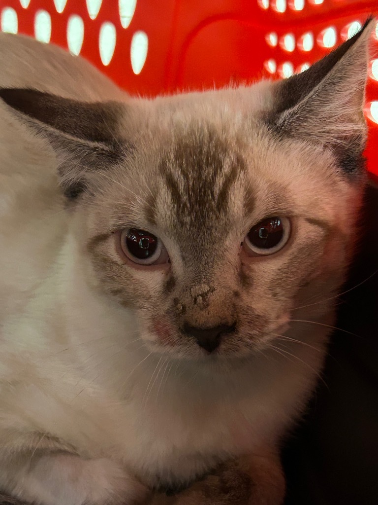 April, an adoptable Tonkinese in Grand Junction, CO, 81501 | Photo Image 2