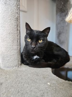 TC, Senior Male Domestic Short Hair