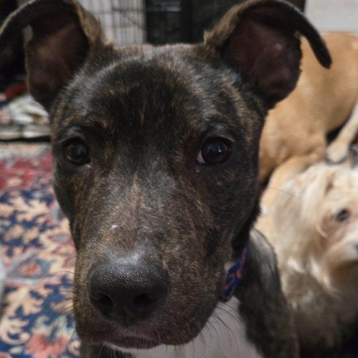 Alfie, an adoptable Mixed Breed in Dodge City, KS, 67801 | Photo Image 1