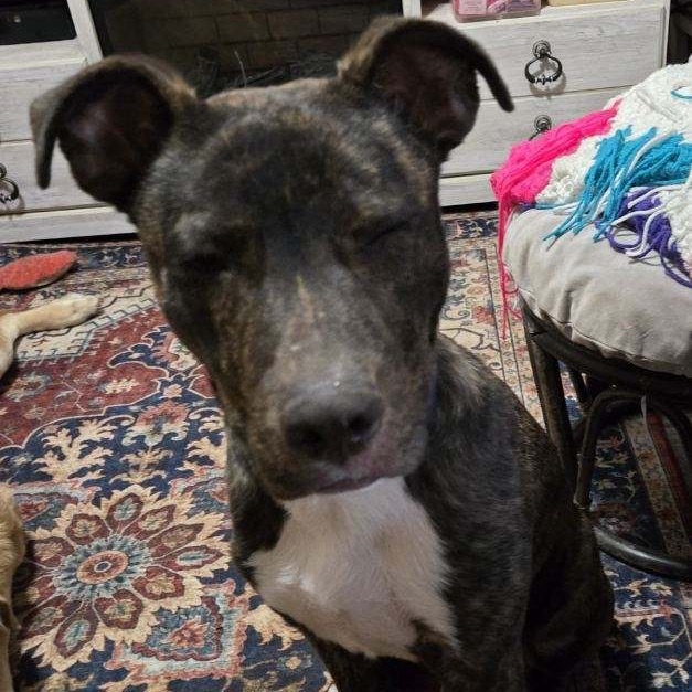 Alfie, an adoptable Mixed Breed in Dodge City, KS, 67801 | Photo Image 2