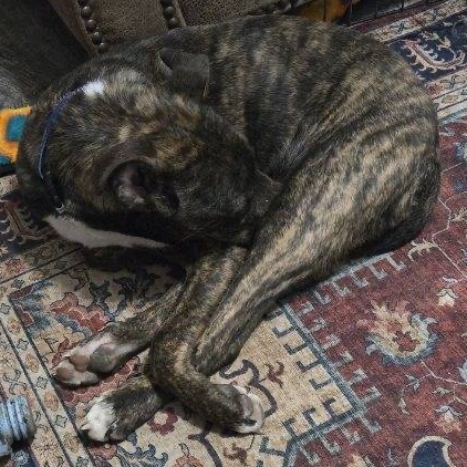 Alfie, an adoptable Mixed Breed in Dodge City, KS, 67801 | Photo Image 3