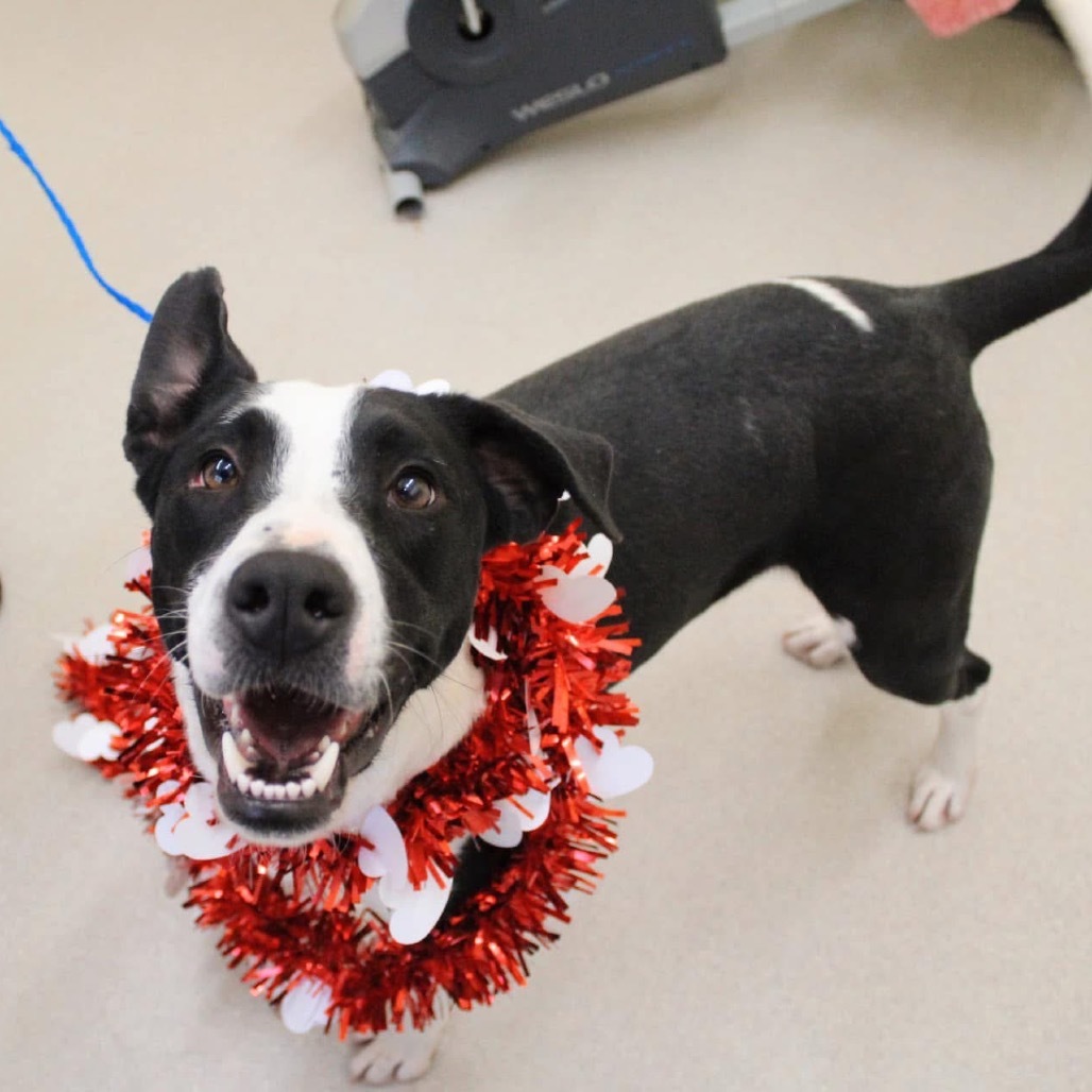 Oreo, an adoptable Border Collie, Labrador Retriever in Dodge City, KS, 67801 | Photo Image 1