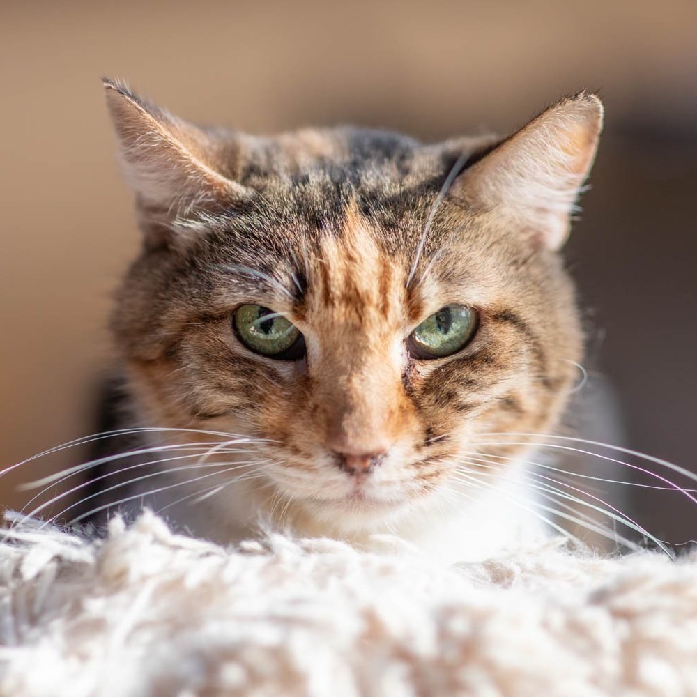 Qera, an adoptable American Bobtail, Domestic Short Hair in Hackett, AR, 72937 | Photo Image 1