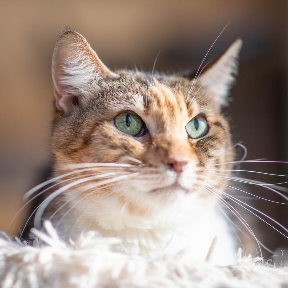 Qera, an adoptable American Bobtail, Domestic Short Hair in Hackett, AR, 72937 | Photo Image 2