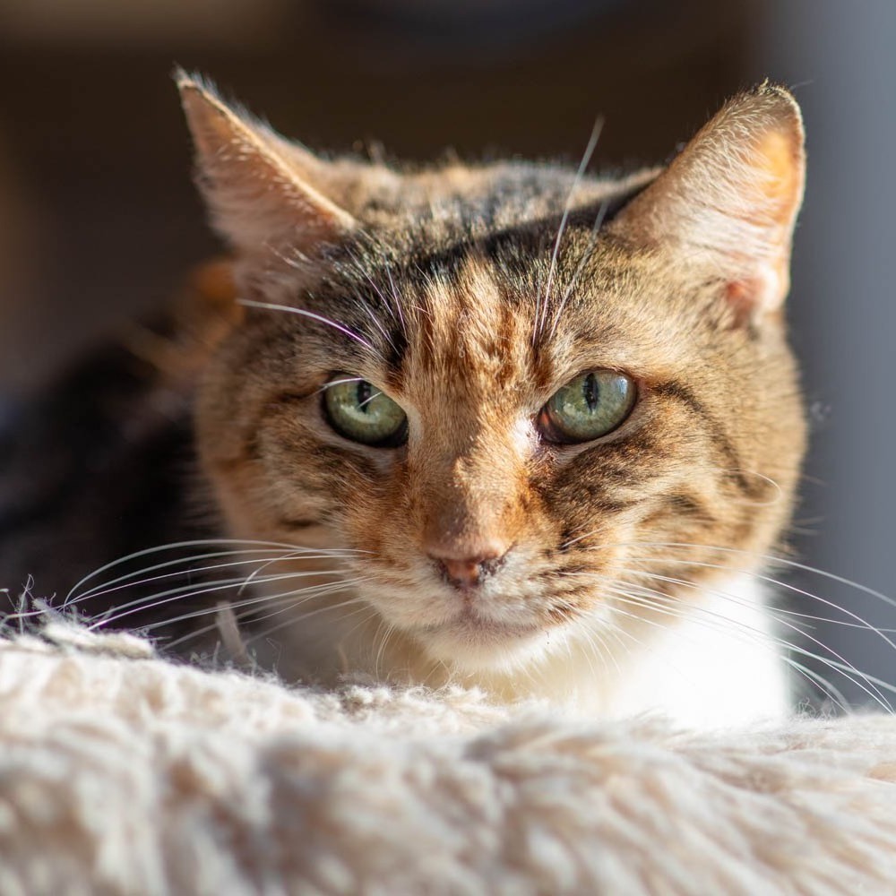 Qera, an adoptable American Bobtail, Domestic Short Hair in Hackett, AR, 72937 | Photo Image 3