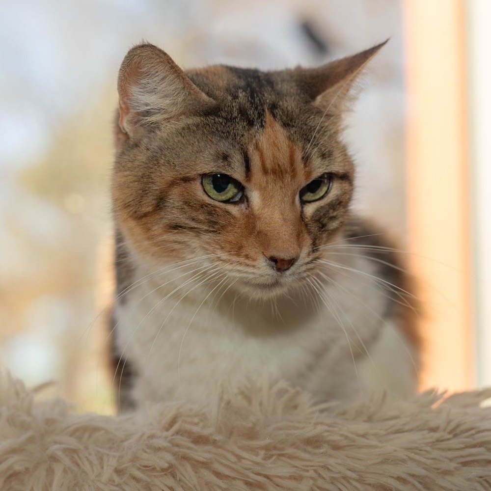 Qera, an adoptable American Bobtail, Domestic Short Hair in Hackett, AR, 72937 | Photo Image 4