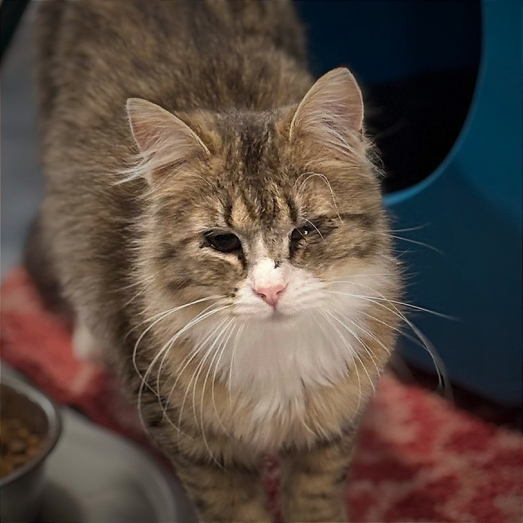 Ophelia, an adoptable Domestic Long Hair in Sheridan, WY, 82801 | Photo Image 2