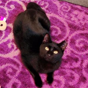 Moonlight Domestic Short Hair Cat