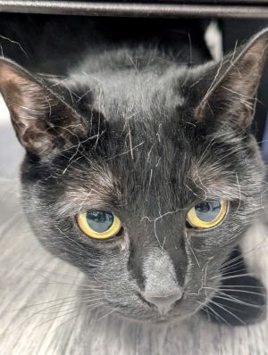 Stormy, Adult Female Domestic Short Hair
