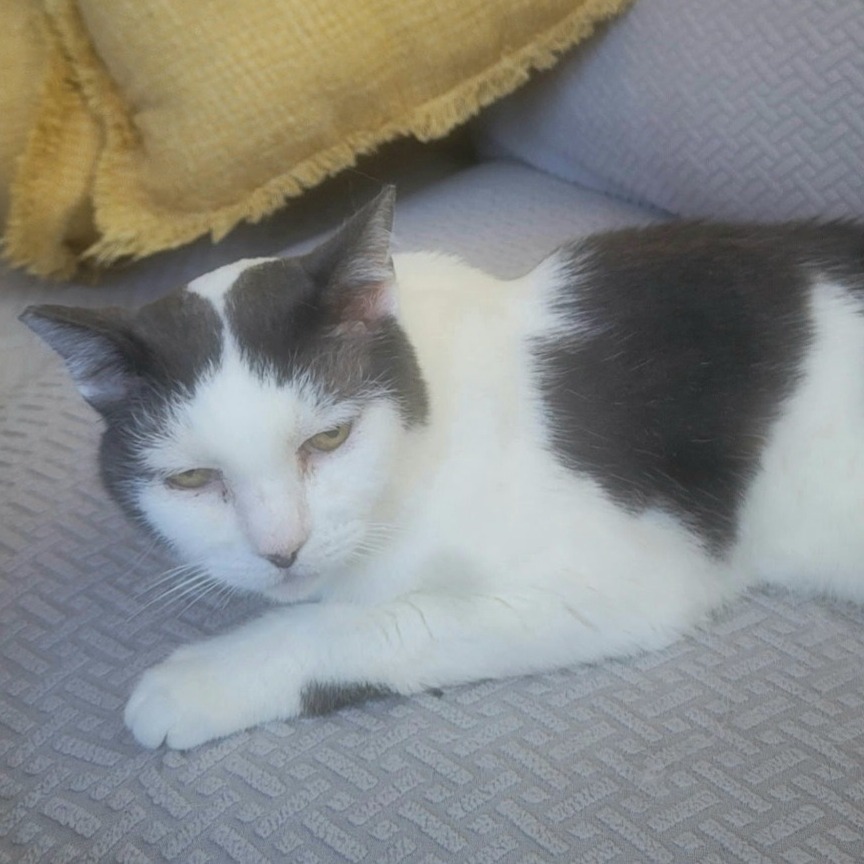 Bunkers, an adoptable Domestic Short Hair in Redwood Valley, CA, 95470 | Photo Image 1