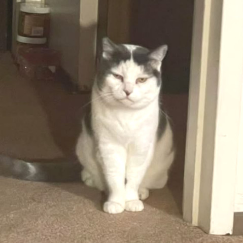 Bunkers, an adoptable Domestic Short Hair in Redwood Valley, CA, 95470 | Photo Image 2