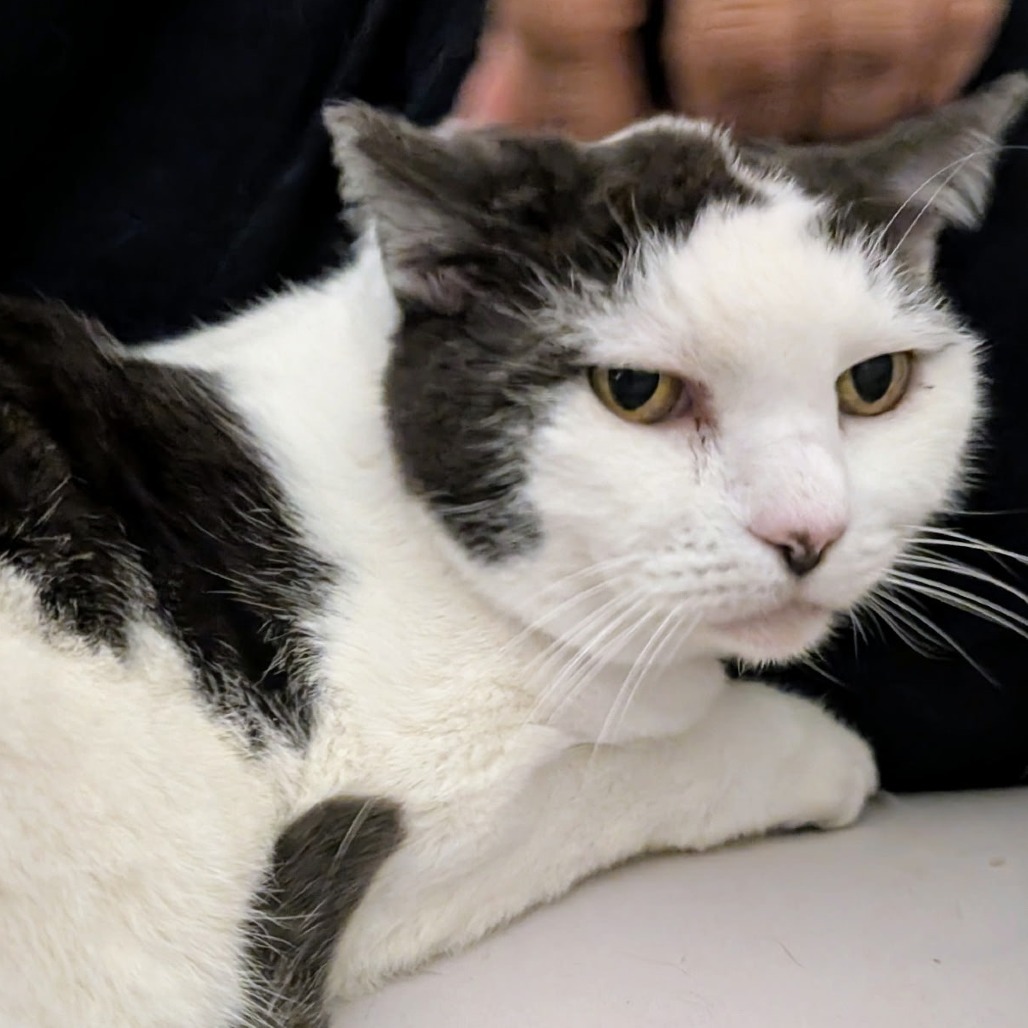 Bunkers, an adoptable Domestic Short Hair in Redwood Valley, CA, 95470 | Photo Image 3